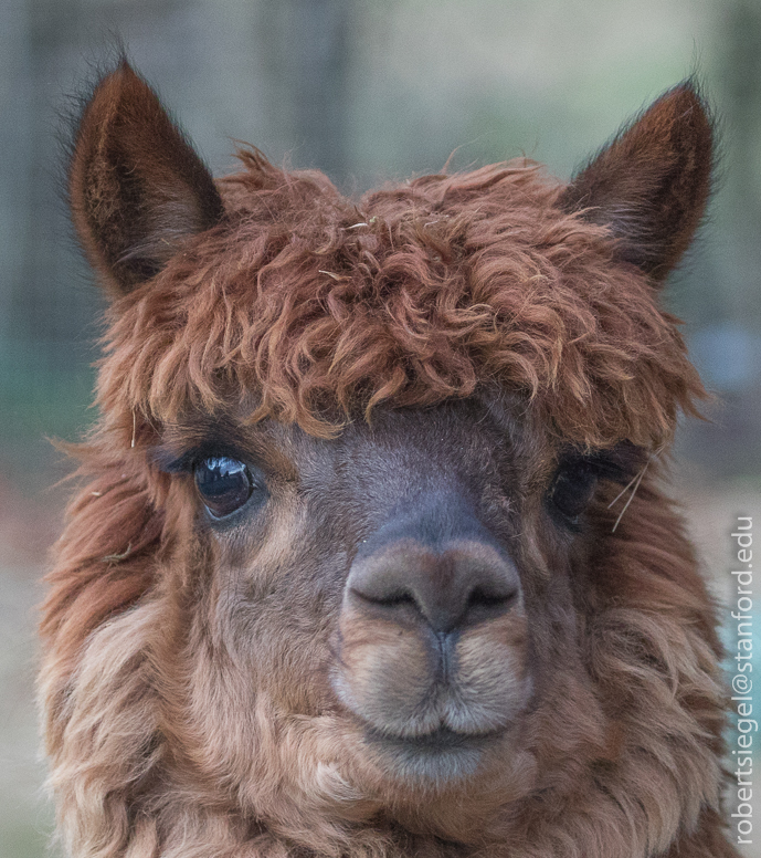 alpaca